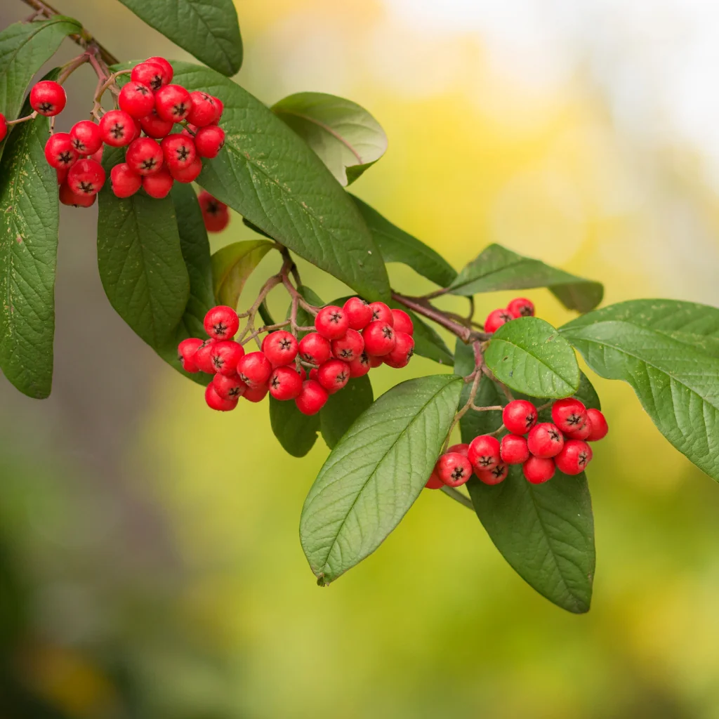 cotoneaster