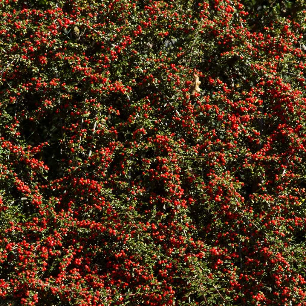 Photo of a vast plant of Montbretia Crocosmia x Crocosmiiflora