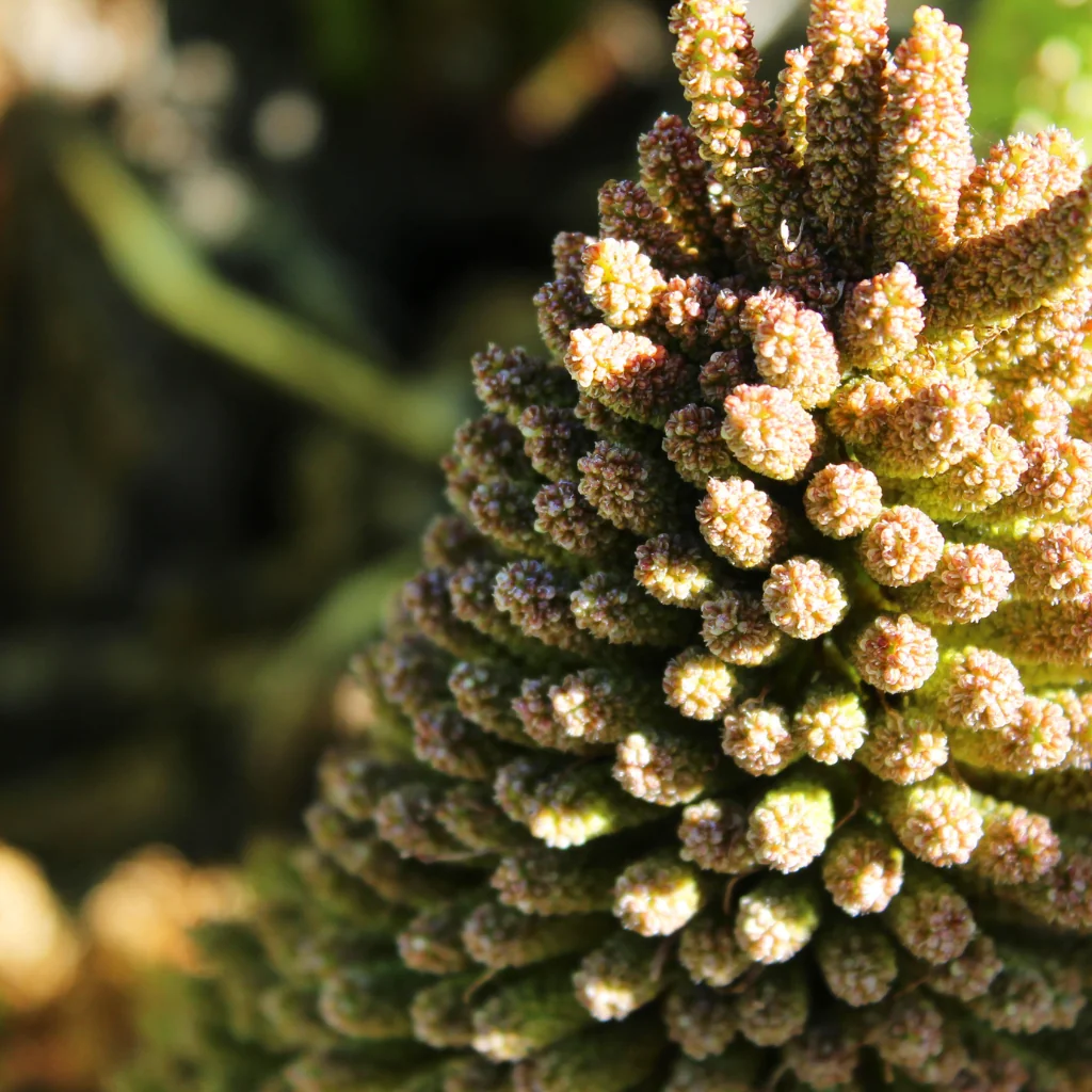 Close up of Giant Rhubarb (Gunnera Tinctoria flowers)