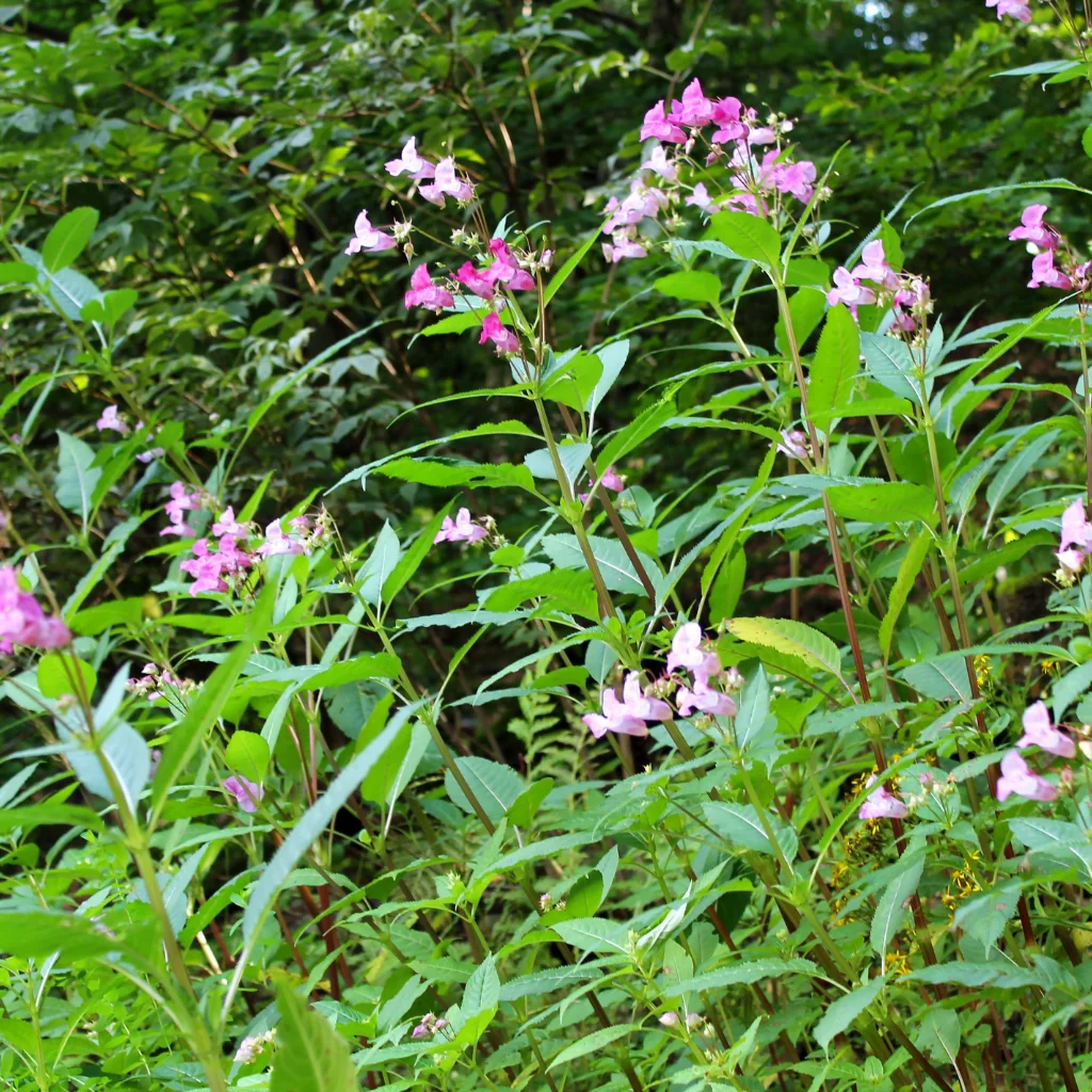 Himalayan Balsam growing in the wild
