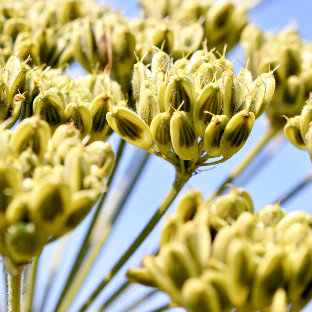 A close up of Giant Hogweed seeds