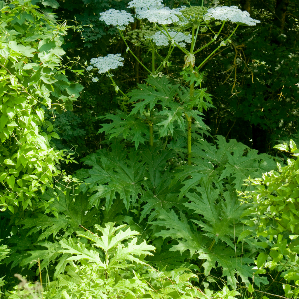 A photo of Giant Hogweed flowers, stems and leaves in the wild