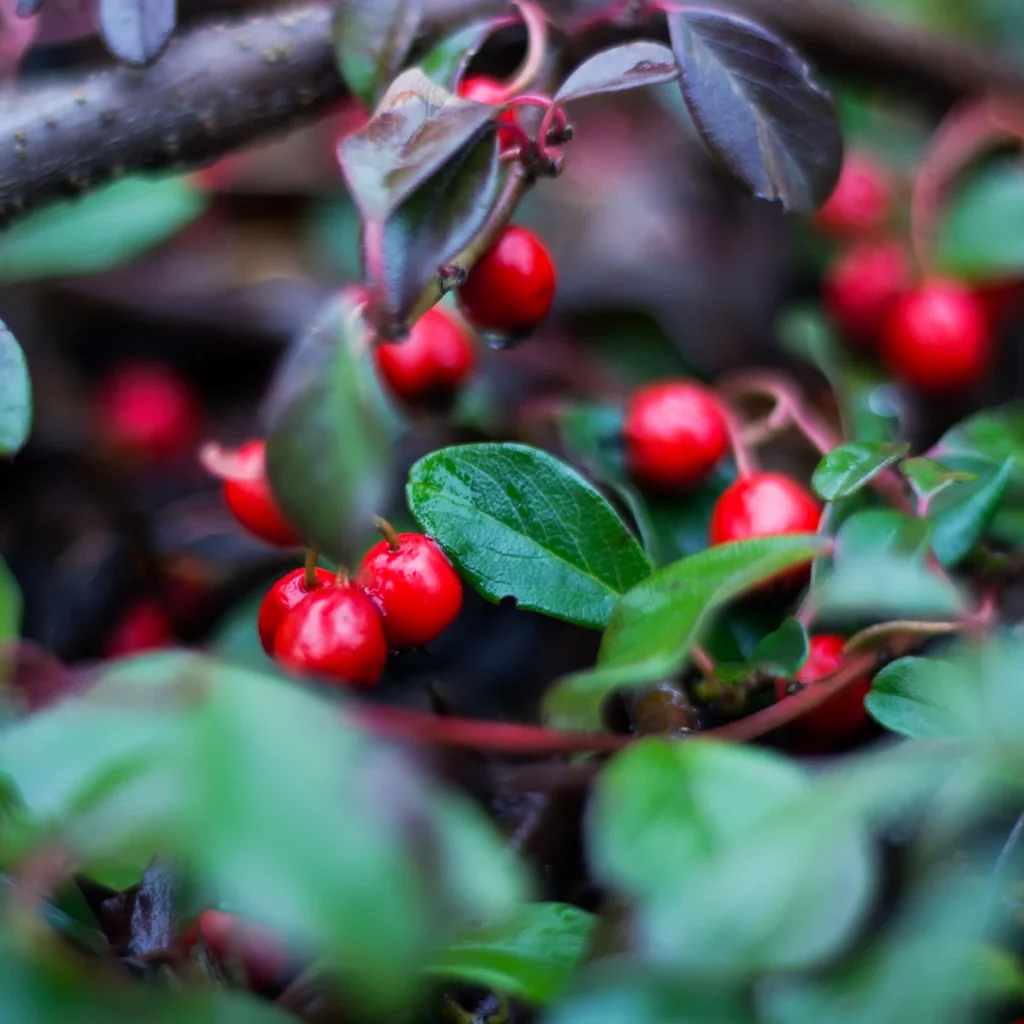 Close up on Cotoneaster