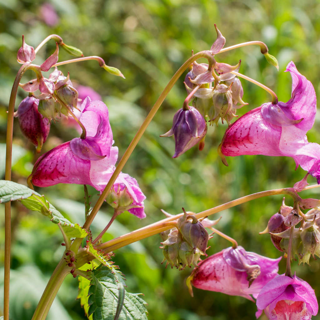 Himalayan balsam flowers