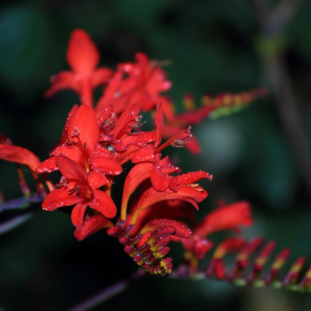 Montbretia Crocosmia x Crocosmiiflora red flowers