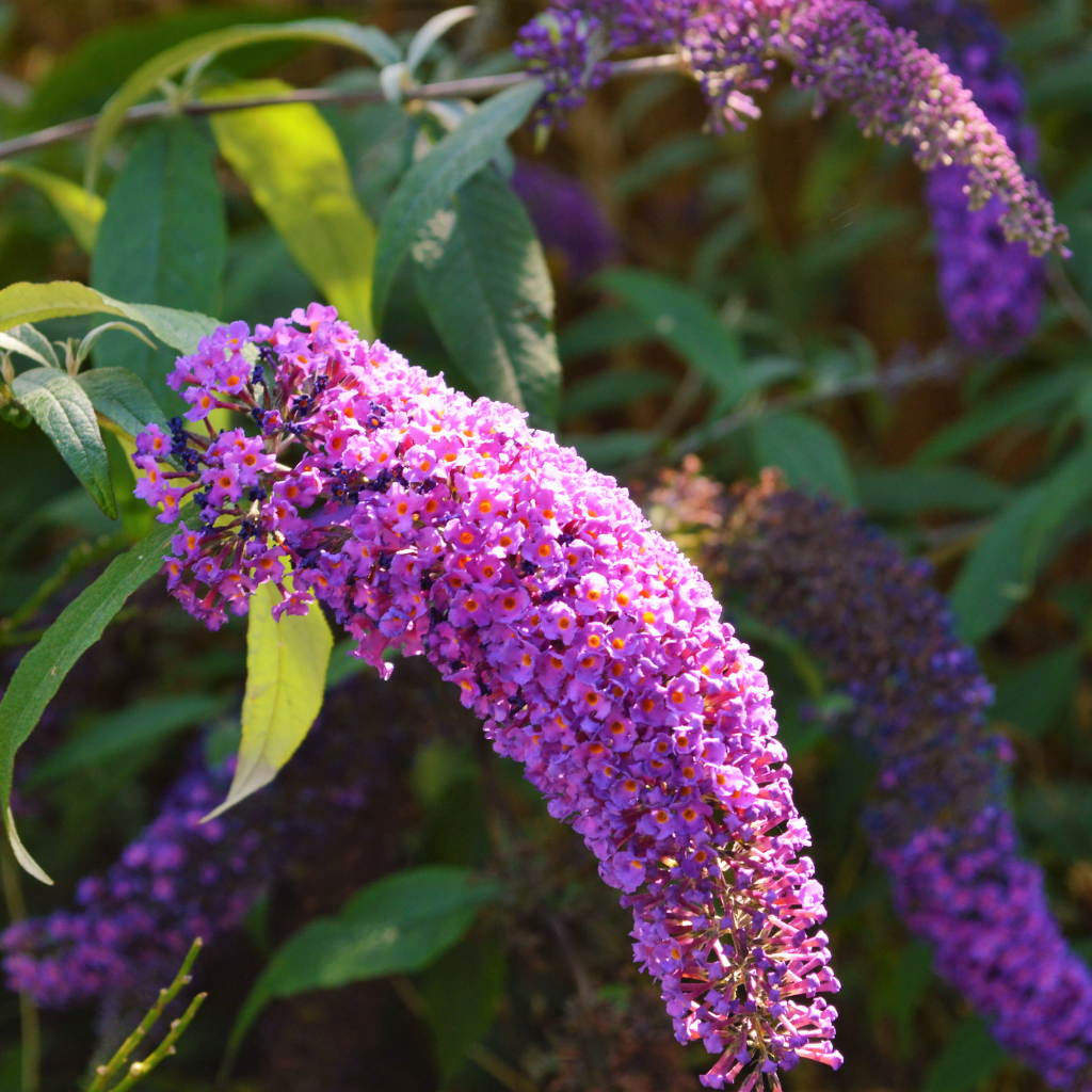 Close on on a buddleia plant with purple flowers