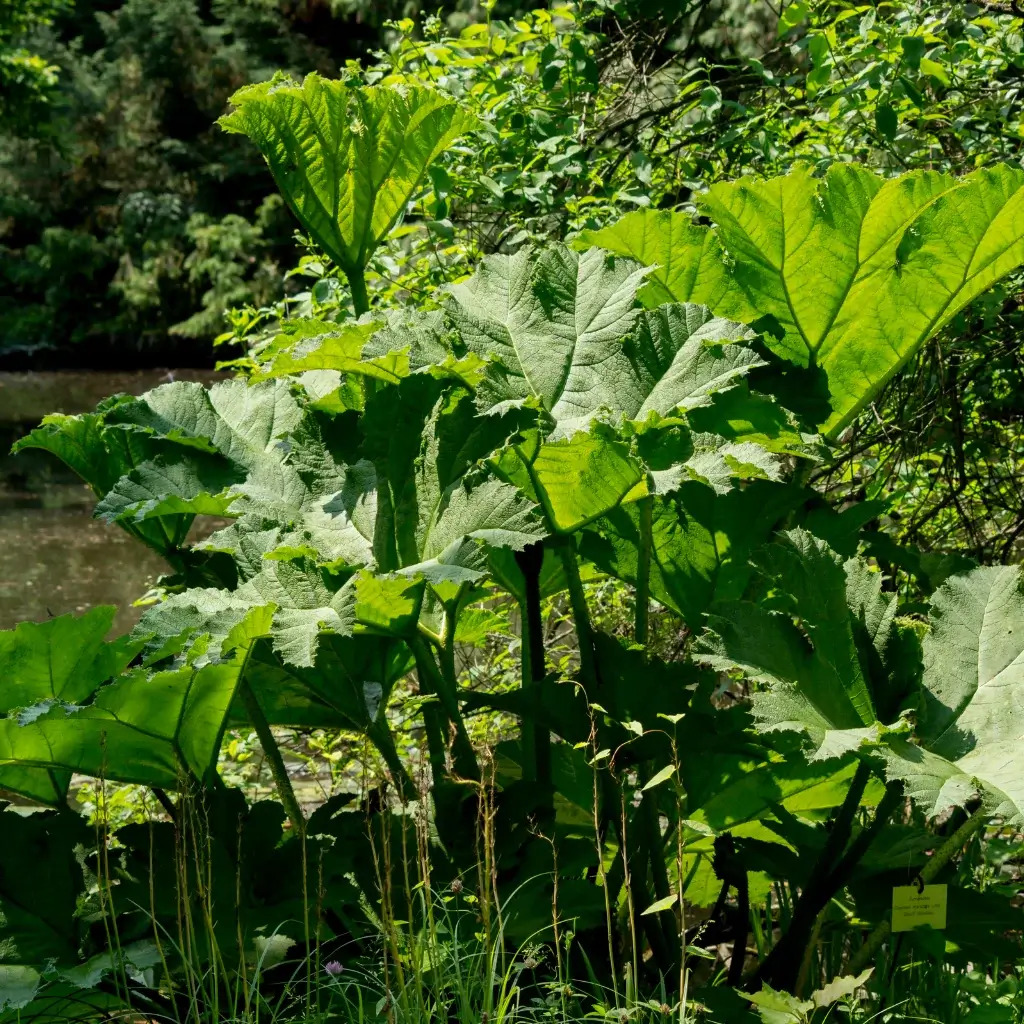 Giant Rhubarb (Gunnera) growing in the wild