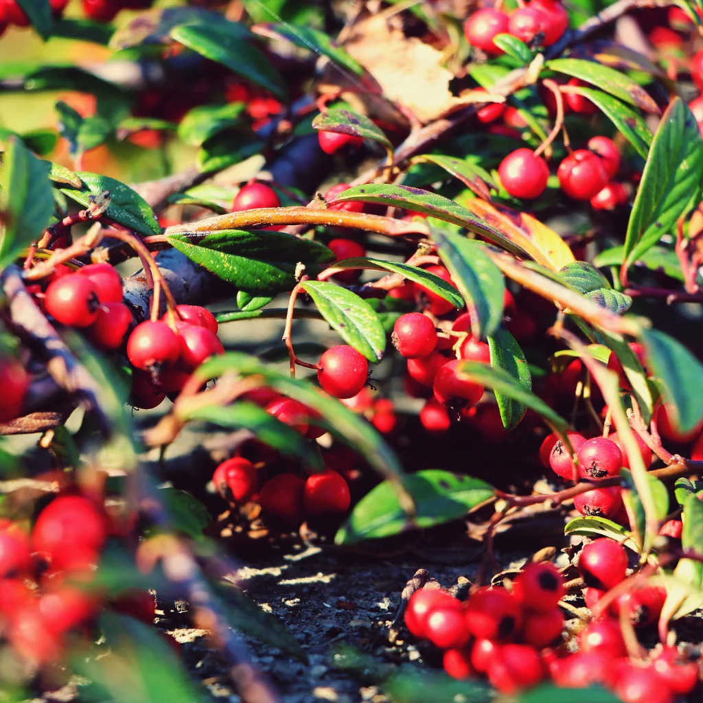 close up of Cotoneaster in the wild