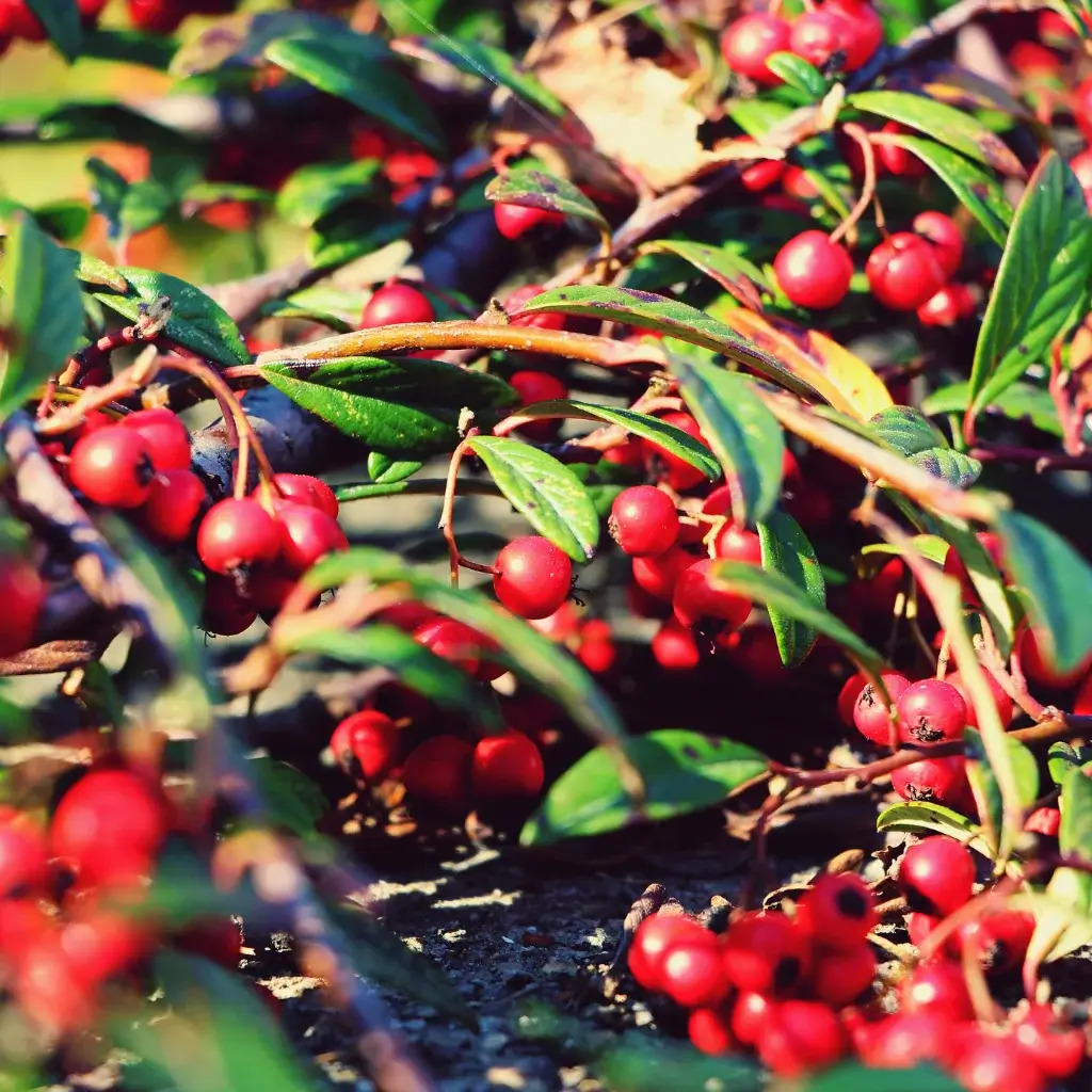 close up of Cotoneaster in the wild