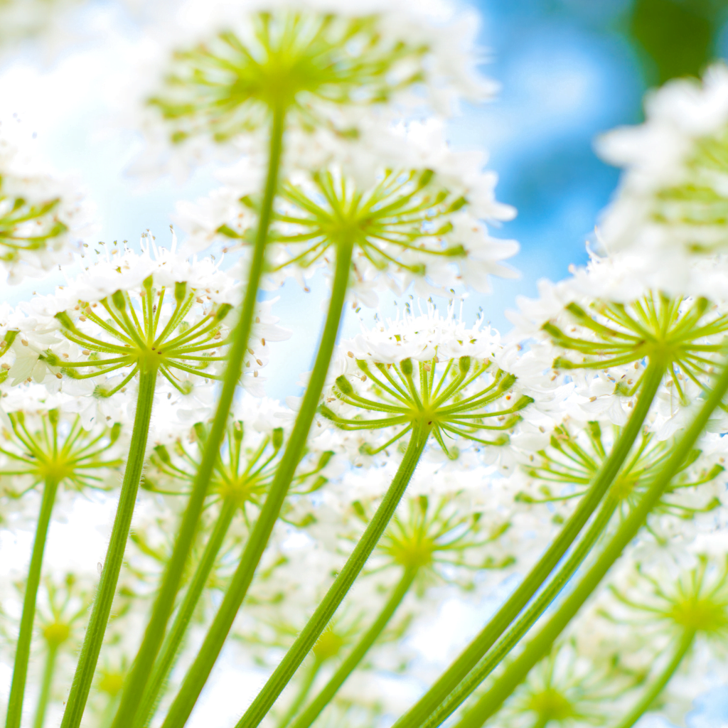 Close up of Giant Hogweed white flowers and green stems