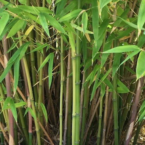 close up on bamboo branches