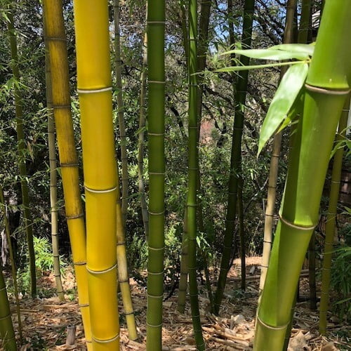 close up on bamboo canes