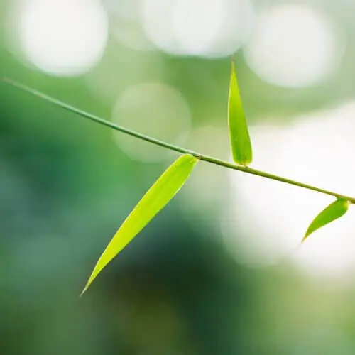 close up on bamboo leaves