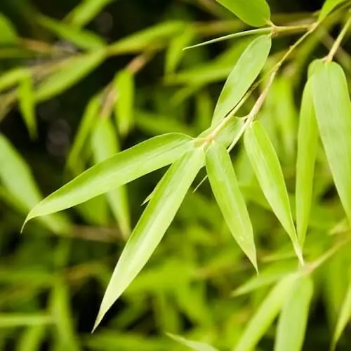 close up on bamboo leaves