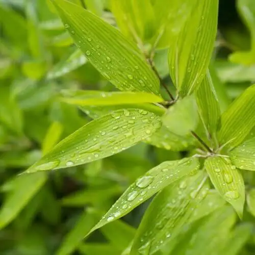 Close up on bamboo leaves