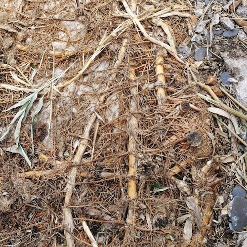 close up on bamboo roots