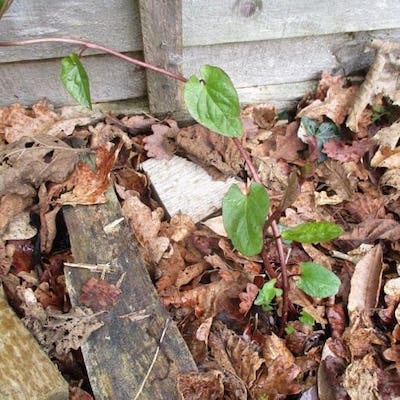 Bindweed plant growing through a structure