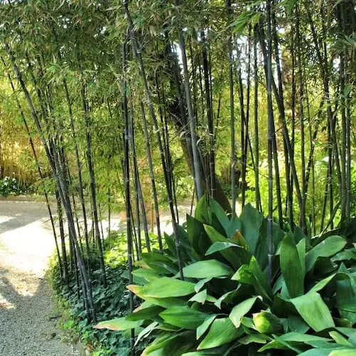 Black bamboo on a site