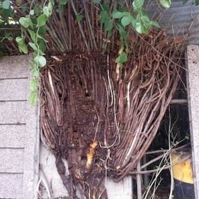 Japanese knotweed growing between walls