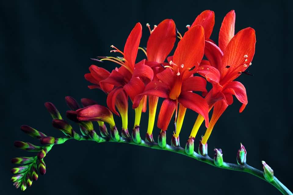 close up on Montbretia Crocosmia x Crocosmiiflora flower
