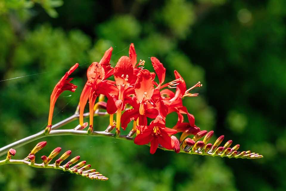 Close up on Montbretia Crocosmia x Crocosmiiflora flower