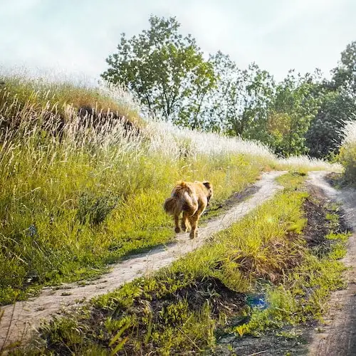 Dog running