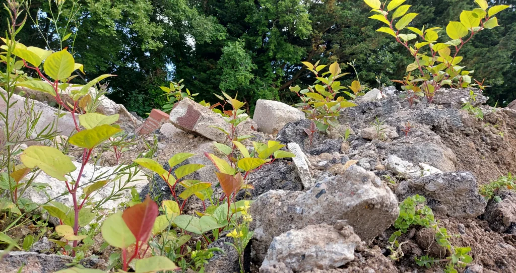 Disturbed Japanese knotweed