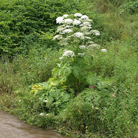 Giant Hogweed growing by a river