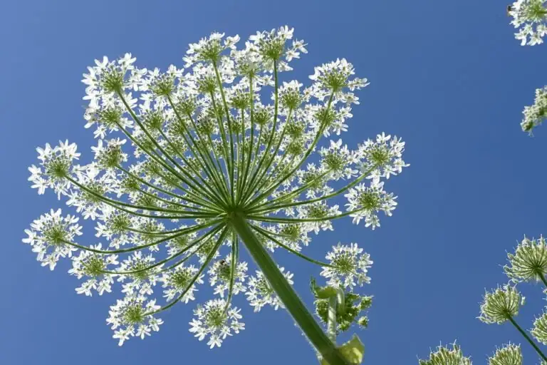 Giant Hogweed with white flowers