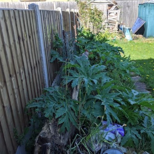 Giant hogweed growing in a garden