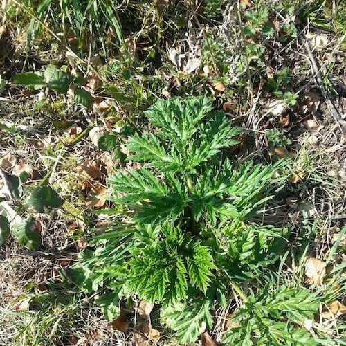 Giant Hogweed growing in the wild