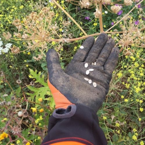 Giant Hogweed seeds