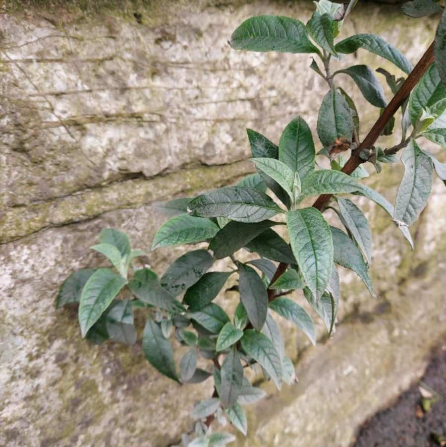 Close up on Buddleia growing through a stone wall