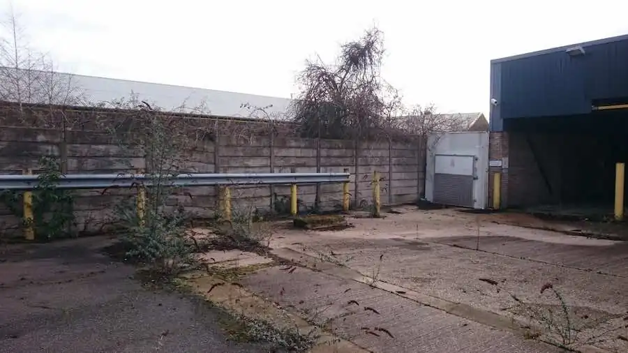 Buddleia growing through commercial site flooring