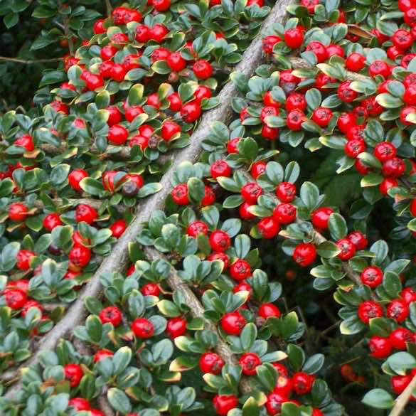 Close up on Cotoneaster