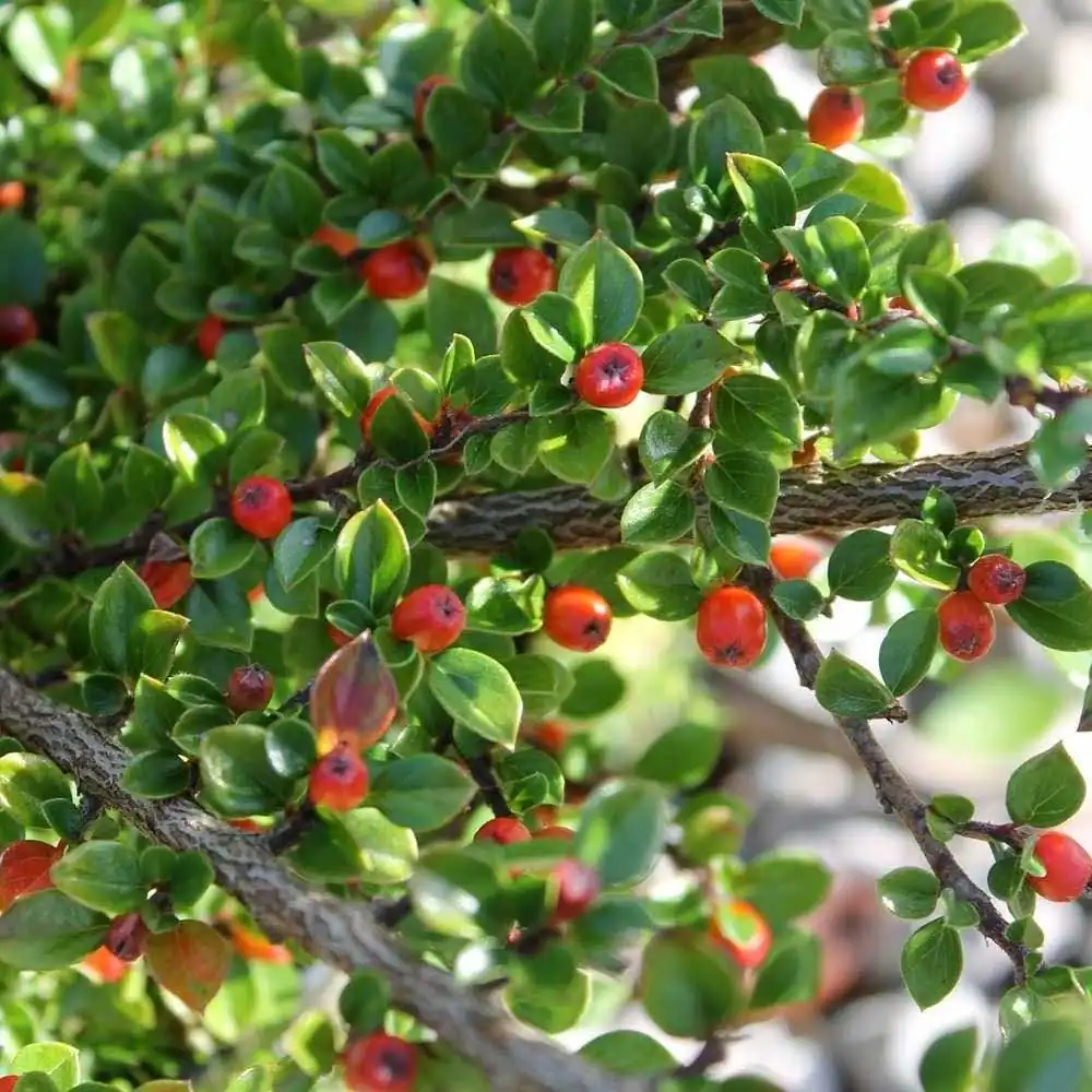 Close up on Cotoneaster