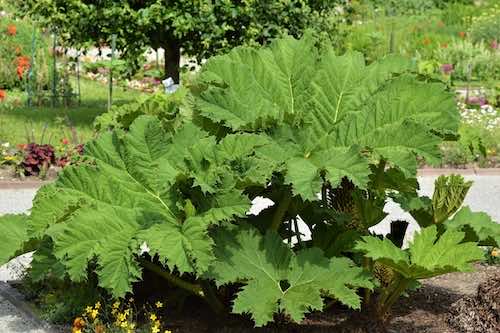 Close up of a Giant rhubarb (Gunnera) plant