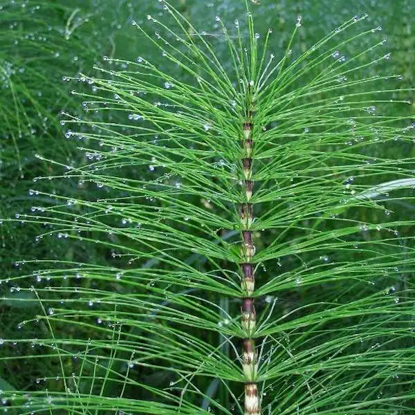 Close up on Horsetail