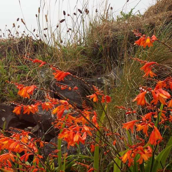 Montbretia Crocosmia x Crocosmiiflora growing in the wild