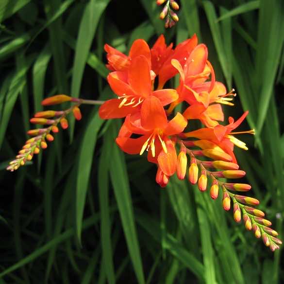 Close up on Montbretia Crocosmia x Crocosmiiflora flower