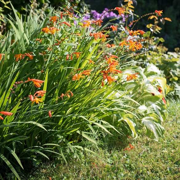 Montbretia Crocosmia x Crocosmiiflora growing in the wild