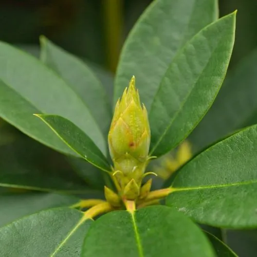 Close up on Rhododendron Ponticum during Winter