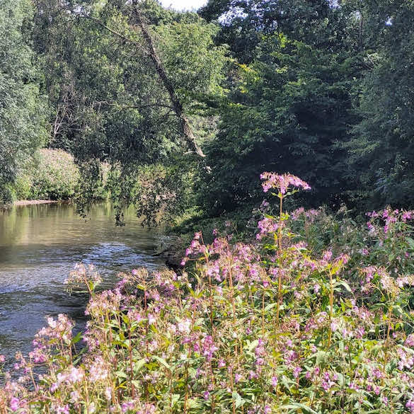 Himalayan Balsam growing by a river