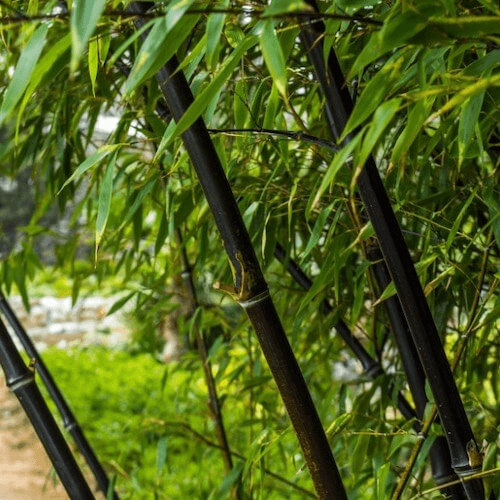 Black bamboo canes