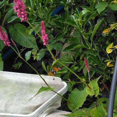 close up on a Red Bistort plant