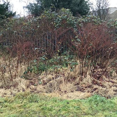 Japanese knotweed canes looking red/brown in colour