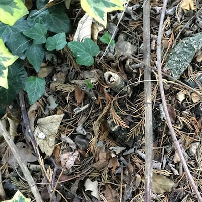 Japanese knotweed canes fallen down due to winter or human disturbance