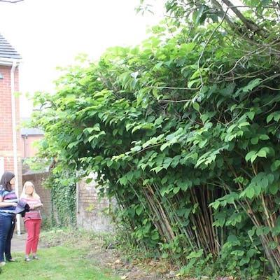 Mature stands of Japanese knotweed having reached up to 3m in the height=