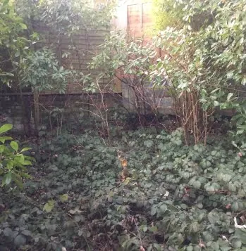 Japanese knotweed growing across a garden in Runneymede