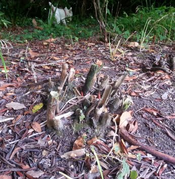 Japanese knotweed crowns during a residential dig out in Bath